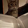 cat, curious, indoor, takeout_container, empty, whiskers, pet, feline, closeup, brown_cat, home, curiosity, quiet, still_life, animal, domestic, eyes, face, table, shadow