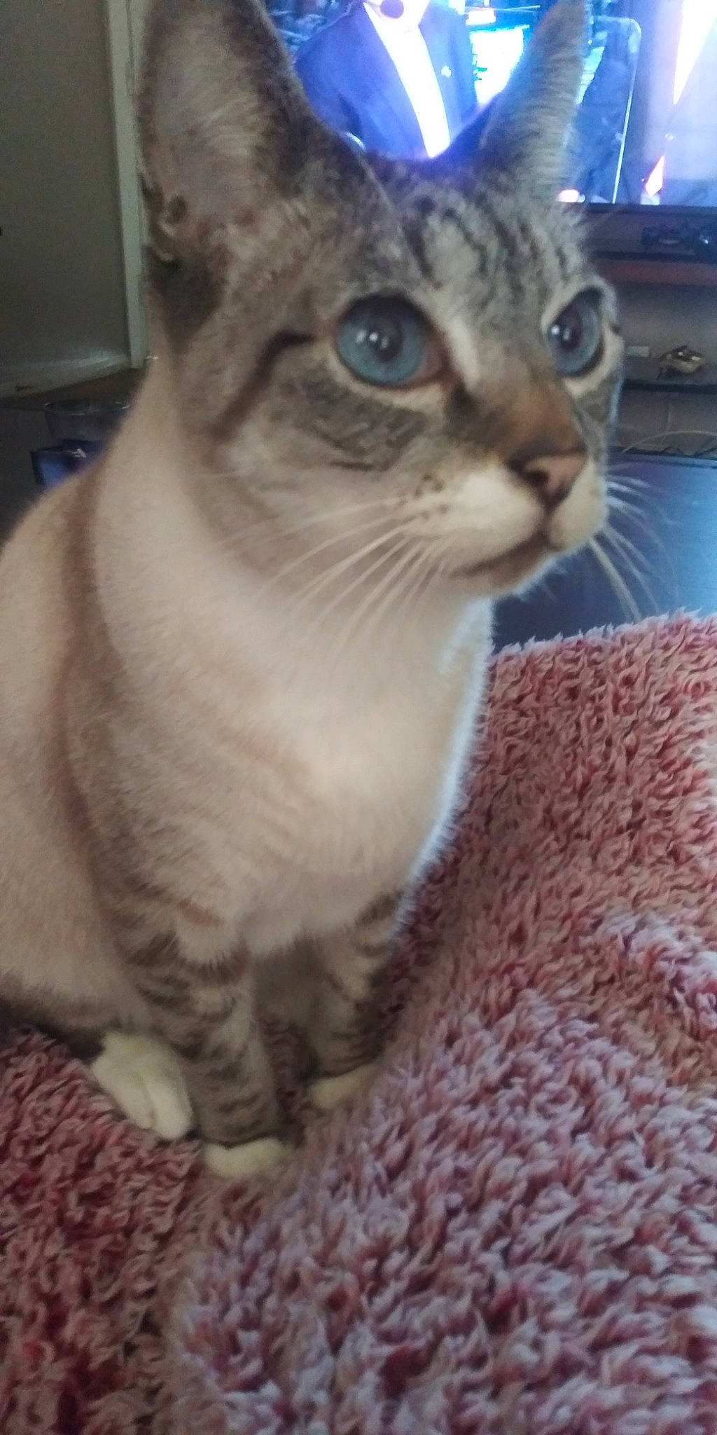 Frankie Blue Eyes is registered to the contest to win money with this photo: carnivore, cat, cat_supply, domestic_short_haired_cat, felidae, fur, pet_supply, small_to_medium_sized_cats, snout, terrestrial_animal, whiskers, window