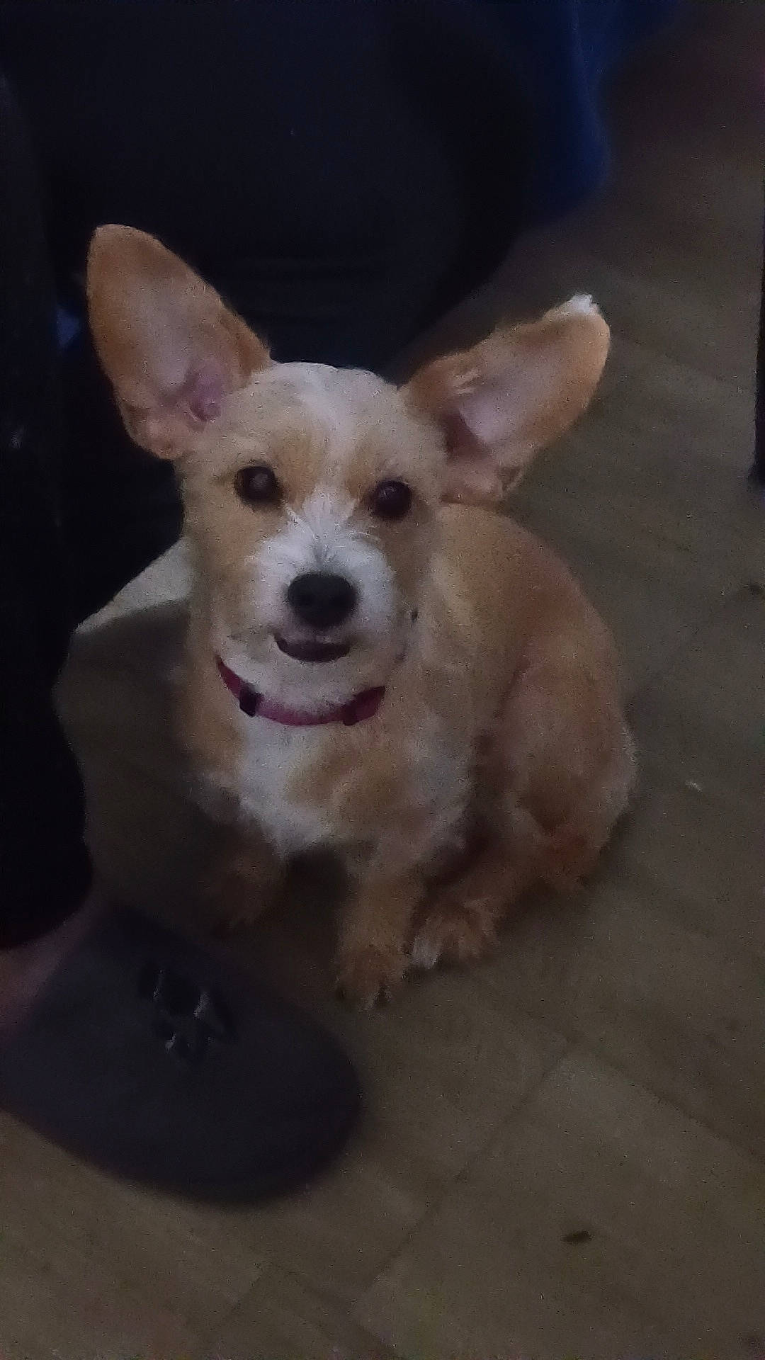 Leila participe au concours pour gagner de l'argent avec cette photo : canidae, carnivore, companion_dog, dog, dog_breed, dog_supply, ear, fawn, flooring, fur, hardwood, non_sporting_group, paw, sporting_group, tail, terrestrial_animal, toy_dog, whiskers, wood, working_animal