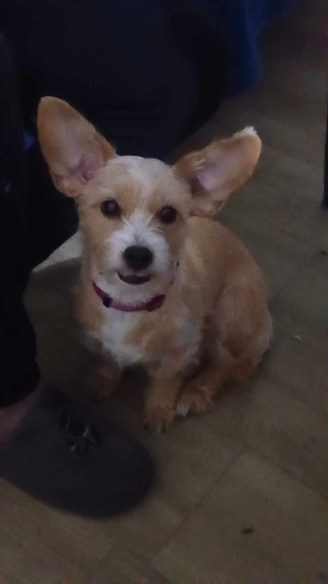 Leila