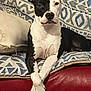 dog, pitbull, black_and_white, crossed_paws, couch, sofa, pillow, blanket, geometric_pattern, indoor, portrait, pet, canine, ears, nose, eyes, fur, relaxed, sitting, red_leather