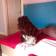 Ria a rejoint le concours — aidez-le/la à gagner de superbes lots ! dog, bed, red_bedspread, curly_fur, black_dog, sunlight, indoor, door, blue_wall, pink_wall, blanket, furniture, pet, animal, floor, resting, house, room, window_light, cozy