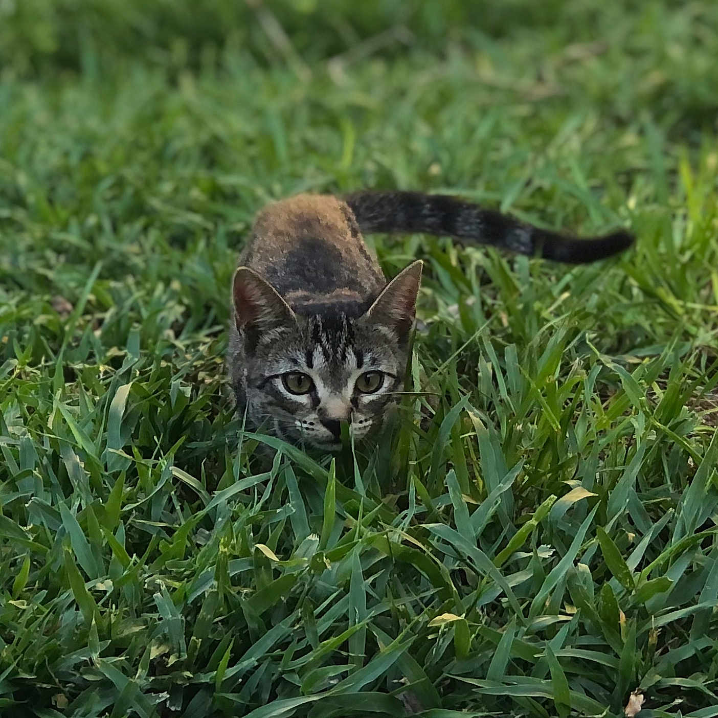 Marley is registered to the contest to win money with this photo: abyssinian, animal, cat, countryside, egyptiancat, field, grass, grassland, green, kitten, lawn, manx, meadow, nature, outdoors, pet, plant, rural, vegetation, yard