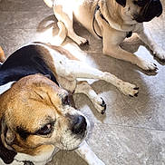 Winston And Wyatt joined the competition — help win amazing prizes! animal, beagle, canine, closeup, collar, companions, dog, domestic_animal, floor, fur, indoor, laying_down, natural_light, pets, pug, resting, shadow, sunlight, tile, two_dogs