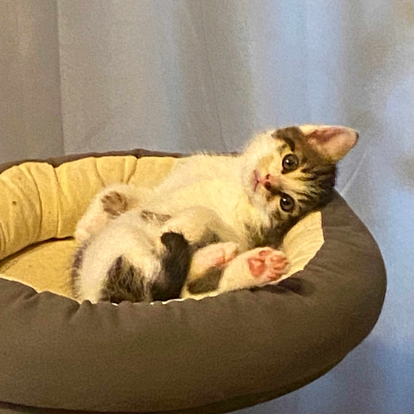 Titi participe au concours pour gagner de l'argent avec cette photo : animal, cat, cat_bed, cozy, curious, cute, domestic_animal, feline, fur, indoor, kitten, paws, pet, relaxed, resting, sleepy, small, tabby, whiskers, young