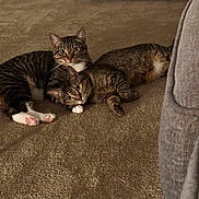 Noodle And Binxy is registered to the contest to win money with this photo: cat, tabby_cat, pet, indoor, carpet, feline, two_cats, resting, lying_down, cozy, cute, animal, mammal, domestic_animal, fur, whiskers, ears, paws, companion, home