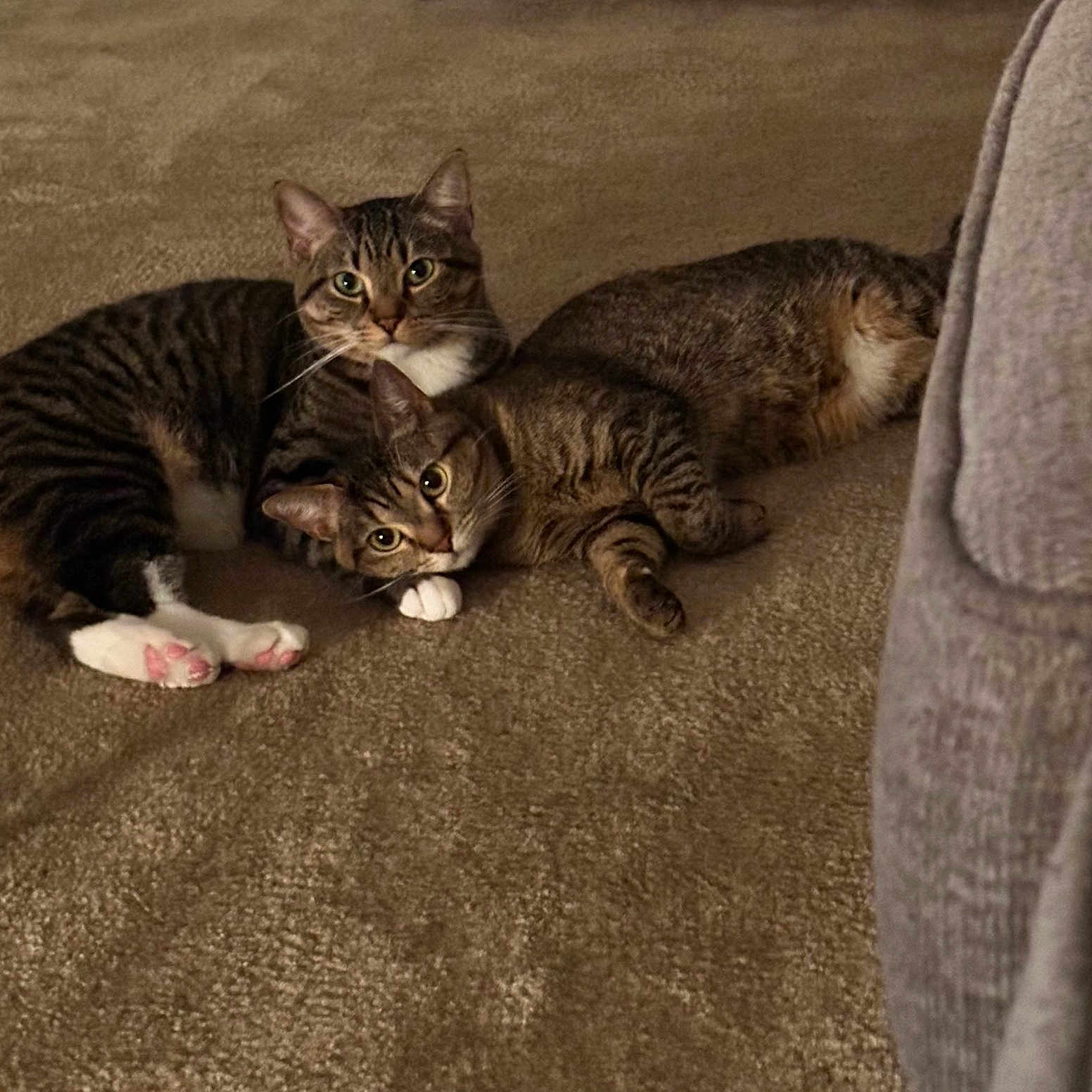 Noodle And Binxy