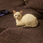 Milo joined the competition — help win amazing prizes! animal, blue_eyes, brown, cat, comfort, couch, cozy, curious, cute, domestic, fur, furniture, indoor, kitten, living_room, pet, relaxed, resting, small, young