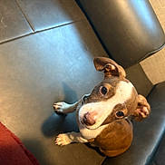 Buddy is registered to the contest to win money with this photo: puppy, dog, brown, white, leather_couch, indoor, pet, cute, small, curious, animal, fur, sitting, looking_up, ears, floor, cozy, home, domestic, young