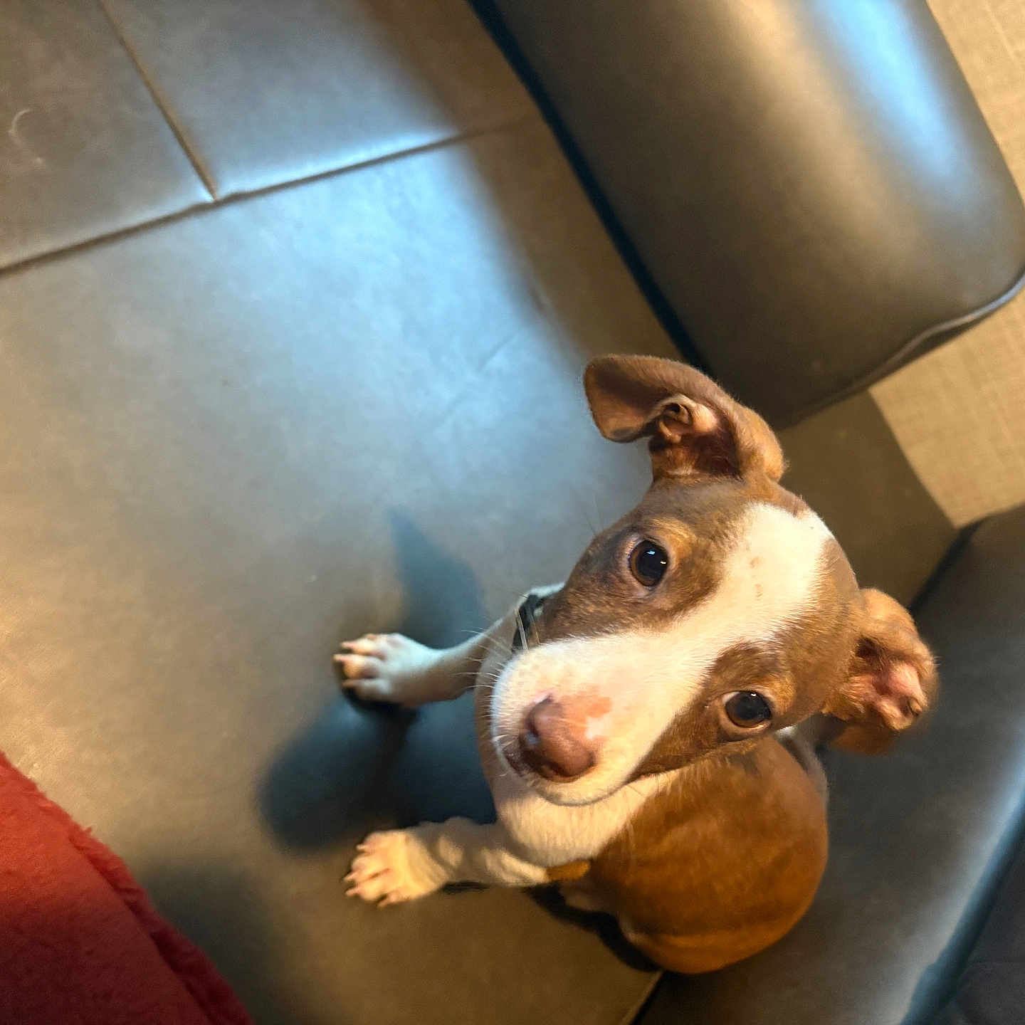 Buddy