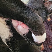 Einstein is registered to the contest to win money with this photo: animal, black_and_white, blanket, cat, closeup, covering_face, cozy, cute, domestic_cat, feline, fur, indoor, mammal, paw, pet, relaxed, resting, sleeping, soft, whiskers