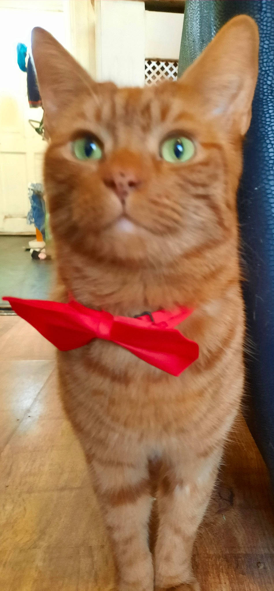 Bob joined the competition — help win amazing prizes! carnivore, cat, claw, collar, domestic_short_haired_cat, event, fawn, felidae, flooring, fur, houseplant, iris, paw, pet_supply, photography, sitting, small_to_medium_sized_cats, snout, tail, whiskers