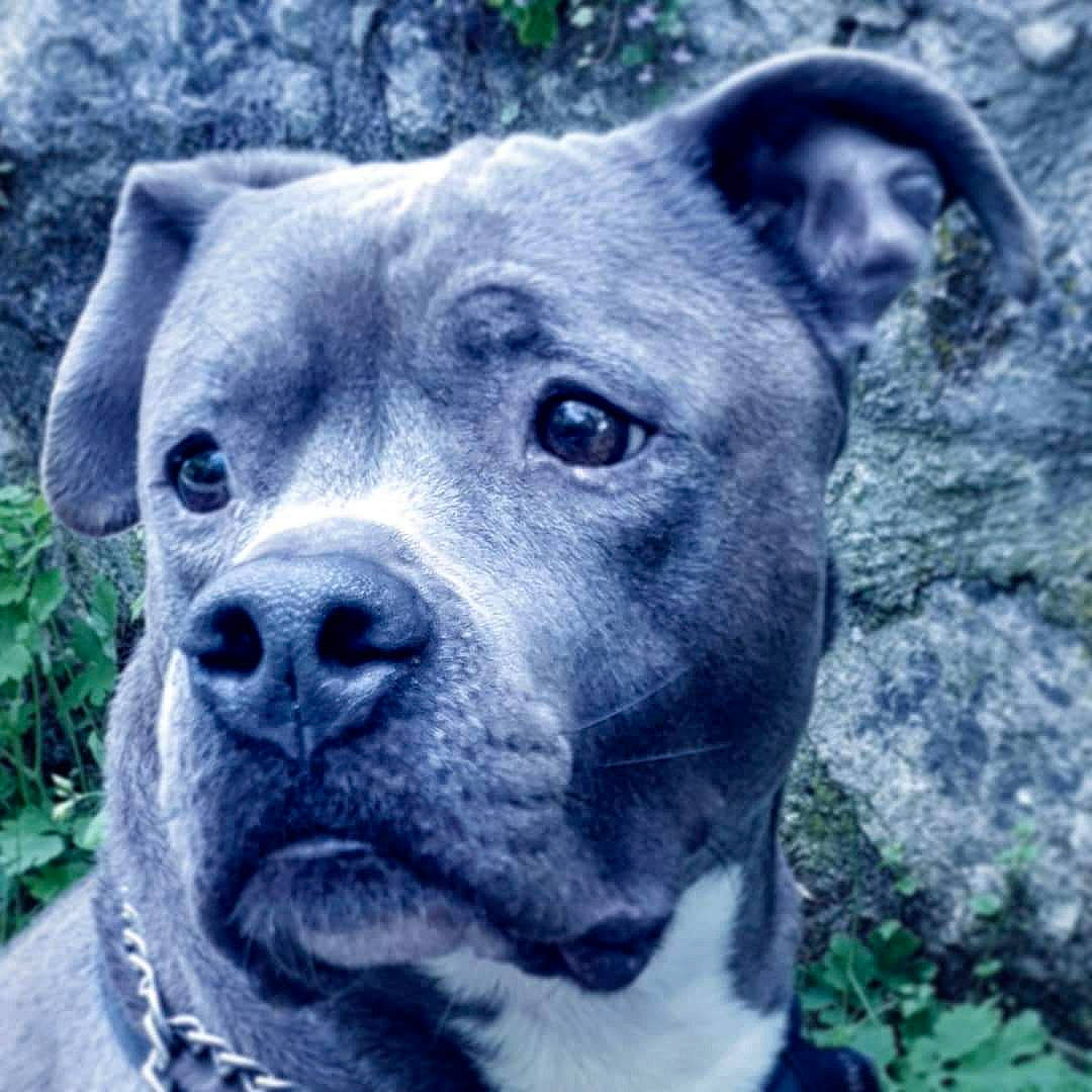 Ice a rejoint le concours — aidez-le/la à gagner de superbes lots ! alaunt, american_pit_bull_terrier, american_staffordshire_terrier, ancient_dog_breeds, bandog, canidae, carnivore, dog, dog_breed, fawn, mammal, molosser, non_sporting_group, pit_bull, rare_breed_dog, snout, sporting_group, staffordshire_bull_terrier, vertebrate, whiskers