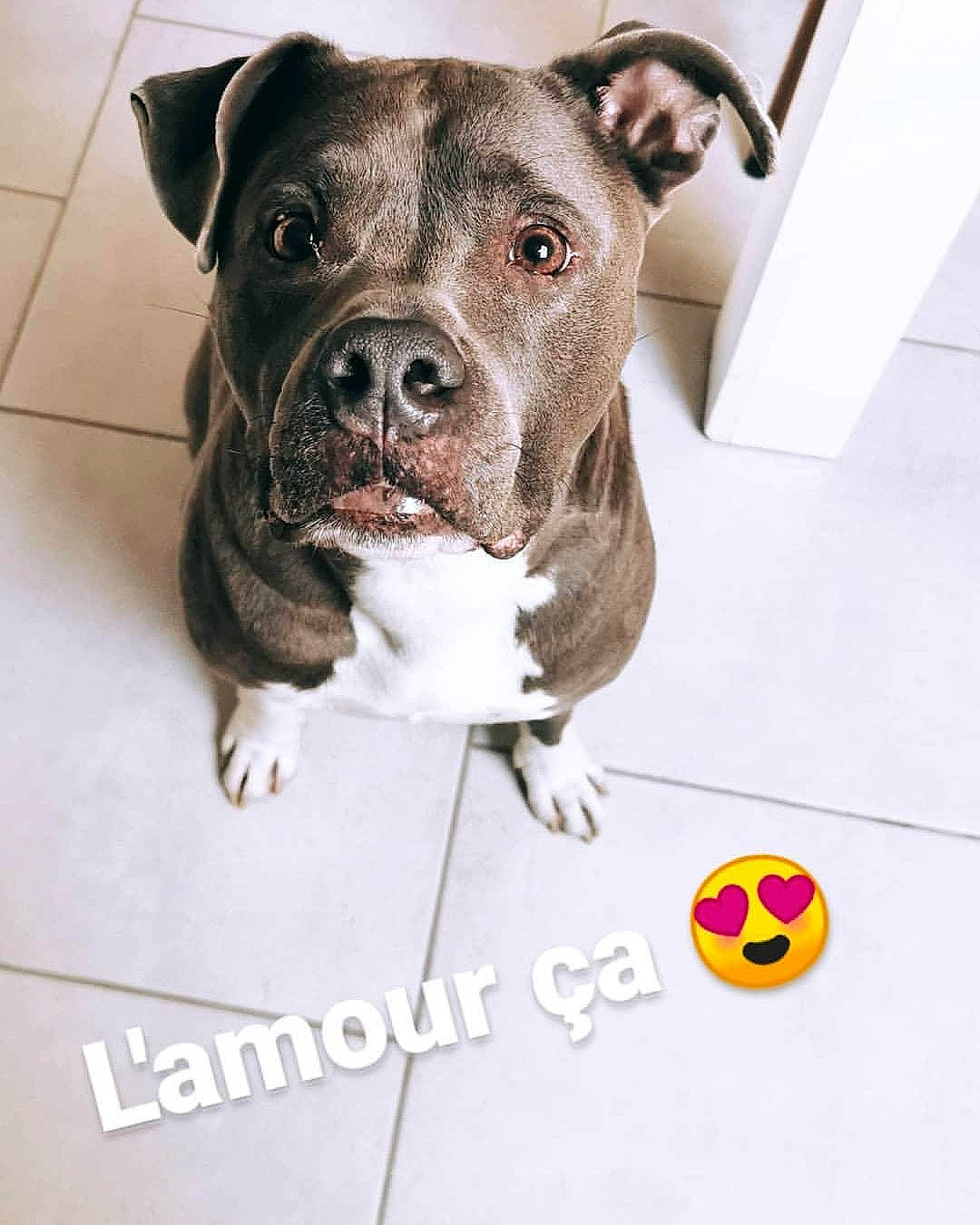 Ice participe au concours pour gagner de l'argent avec cette photo : american_bulldog, american_pit_bull_terrier, american_staffordshire_terrier, canidae, carnivore, dog, dog_breed, fawn, mammal, molosser, non_sporting_group, nose, pit_bull, puppy, rare_breed_dog, snout, sporting_group, staffordshire_bull_terrier