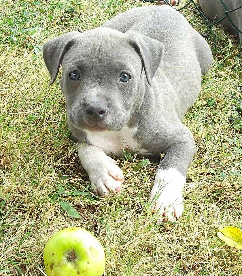 Ice participe au concours pour gagner de l'argent avec cette photo : american_pit_bull_terrier, american_staffordshire_terrier, canidae, carnivore, catahoula_bulldog, companion_dog, dog, dog_breed, fawn, grass, mammal, non_sporting_group, pit_bull, plant, puppy, snout