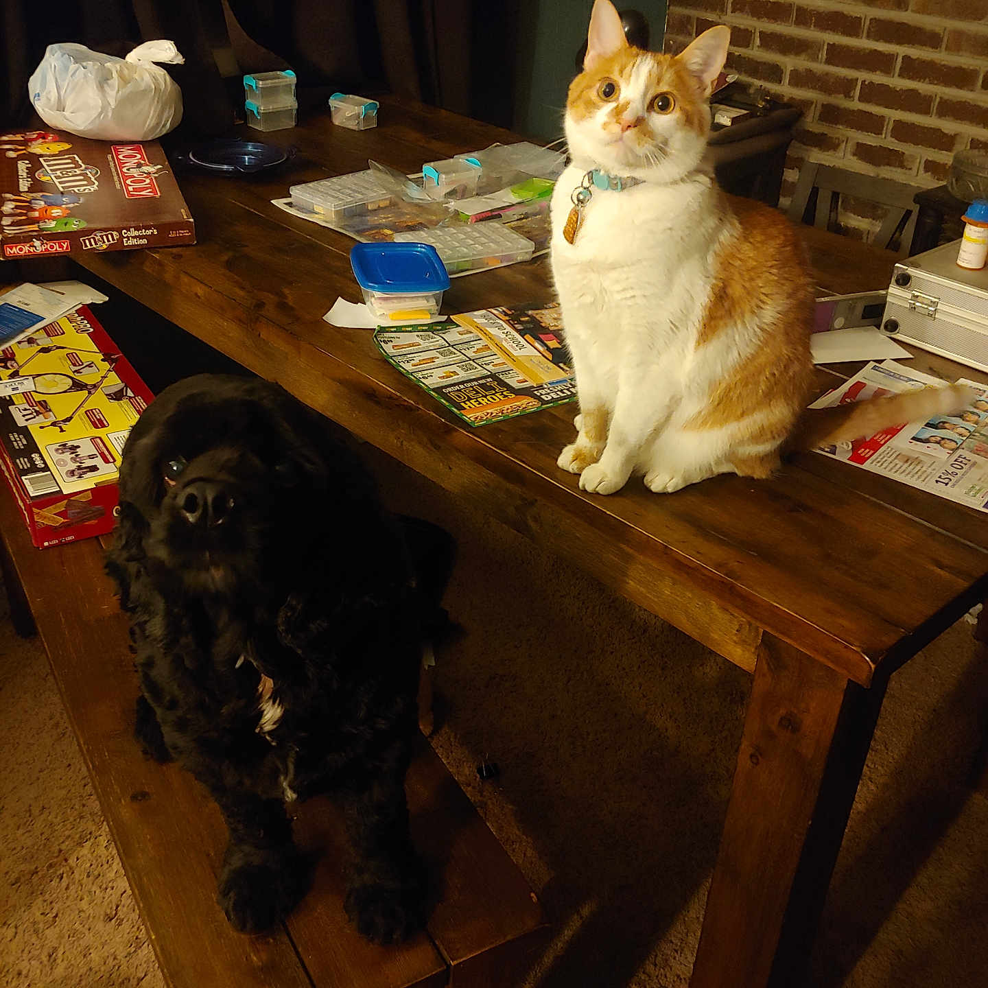 Milo is registered to the contest to win money with this photo: bench, black_dog, board_game, brick_fireplace, carpet, cat, clutter, collar, container, cozy, curious, dog, furniture, home, indoor, monopoly, orange_cat, paper, pet, wooden_table