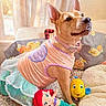 dog, pet, clothing, dress, plush_toy, mermaid_doll, yellow_fish_toy, bed, blanket, pillow, curtain, window, indoor, animal, cute, costume, ears, collar, fur, resting