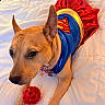 alert, animal, bed, blue_top, canine, collar, costume, curious, dog, ears, fur, indoor, paws, pet, playful, red_skirt, resting, supergirl, toy_ball, white_bedding