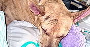 Coco is registered to the contest to win money with this photo: animal, ball, bed, bedroom, blanket, canine, couch, cushion, dog, furniture, homedecor, hound, person, pet, pillow, puppy, sleeping, sport, tennis, tennisball