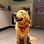 Ace participe au concours pour gagner de l'argent avec cette photo : dog, golden_retriever, pet, indoor, kitchen, tile_floor, bandana, sitting, happy, smiling, tongue_out, portrait, fur, paws, tail, countertop, oven, window, appliance, home