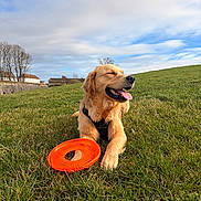 Ace participe au concours pour gagner de l'argent avec cette photo : golden_retriever, dog, pet, grass, frisbee, toy, tongue_out, happy, harness, outdoor, sky, clouds, field, playful, lying_down, lawn, canine, muzzle, paws, portrait