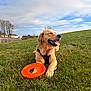 golden_retriever, dog, pet, grass, frisbee, toy, tongue_out, happy, harness, outdoor, sky, clouds, field, playful, lying_down, lawn, canine, muzzle, paws, portrait