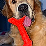 Ace participe au concours pour gagner de l'argent avec cette photo : dog, golden_retriever, close_up, chew_toy, red_toy, tongue, nose, pet, fur, paw, indoor, portrait, playful, canine, whiskers, toy_texture, chewing, brown_eyes, adorable, face