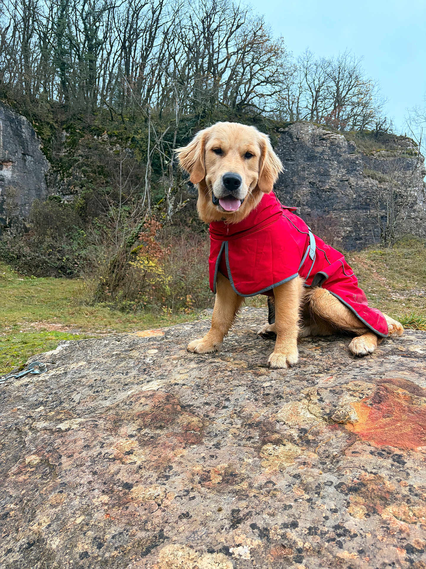 Ace participe au concours pour gagner de l'argent avec cette photo : dog, golden_retriever, red_coat, outdoor, rock, forest, trees, cliff, grass, portrait, pet, canine, tongue_out, sitting, fur, muzzle, adventure, hiking, winter_coat, nature