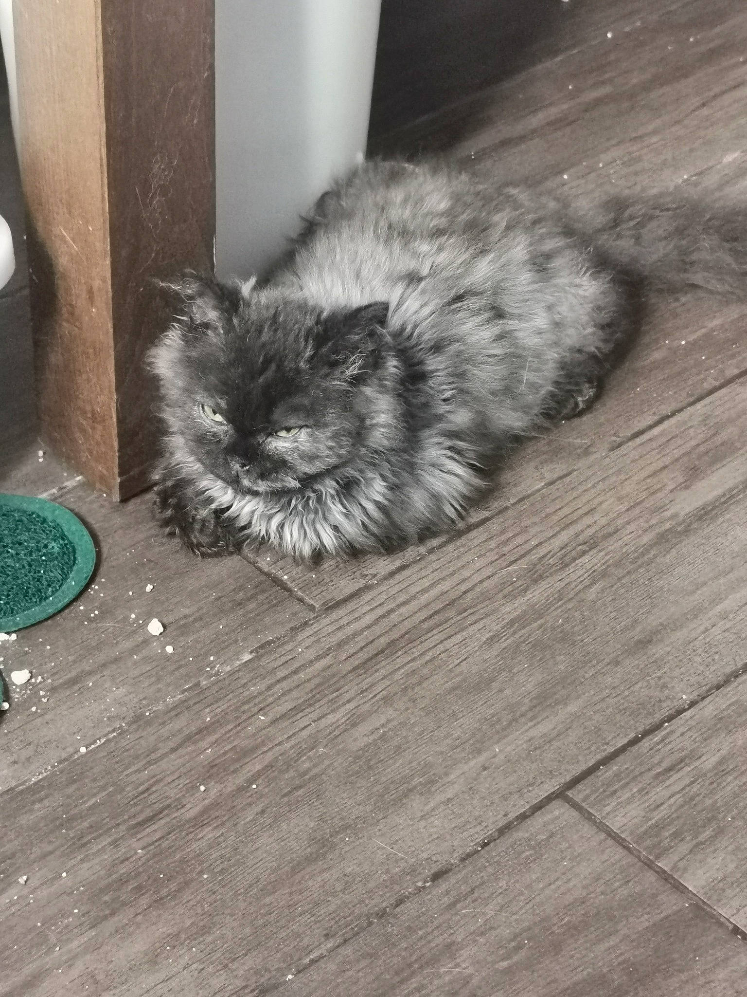 Rumba a rejoint le concours — aidez-le/la à gagner de superbes lots ! canidae, carnivore, cat, domestic_long_haired_cat, felidae, floor, flooring, fur, hardwood, kitten, persian, small_to_medium_sized_cats, tail, whiskers, wood, wood_flooring