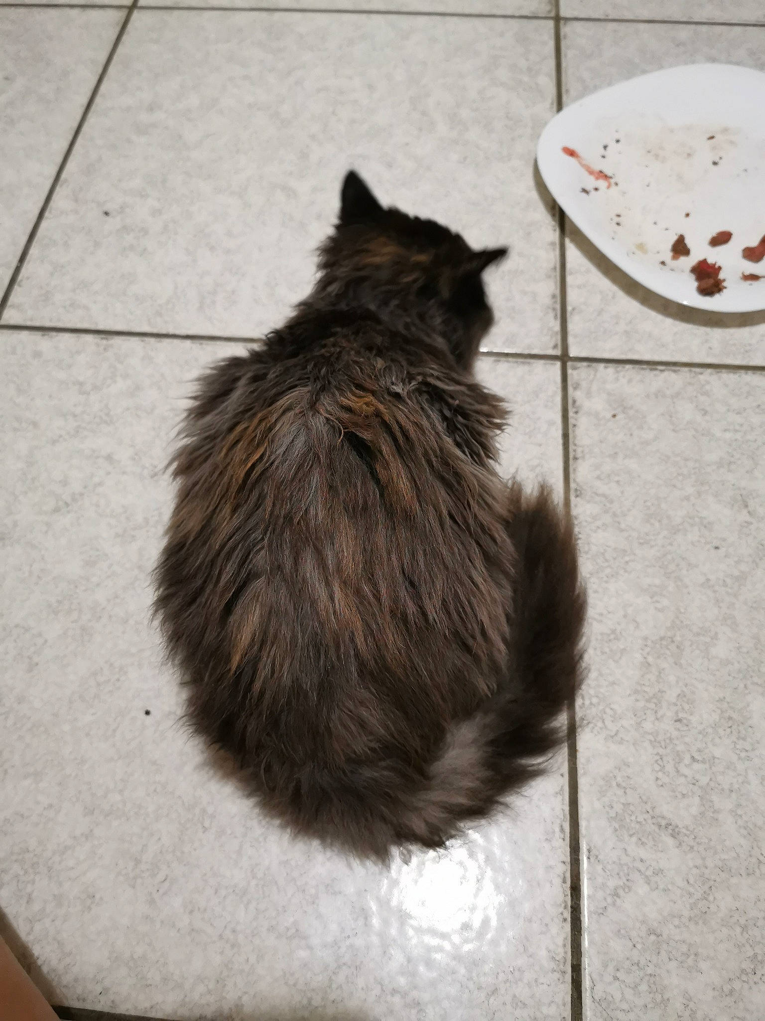 Rumba participe au concours pour gagner de l'argent avec cette photo : carnivore, cat, cymric, domestic_long_haired_cat, domestic_short_haired_cat, felidae, fur, kitten, nebelung, norwegian_forest_cat, ragamuffin, small_to_medium_sized_cats, tail, whiskers