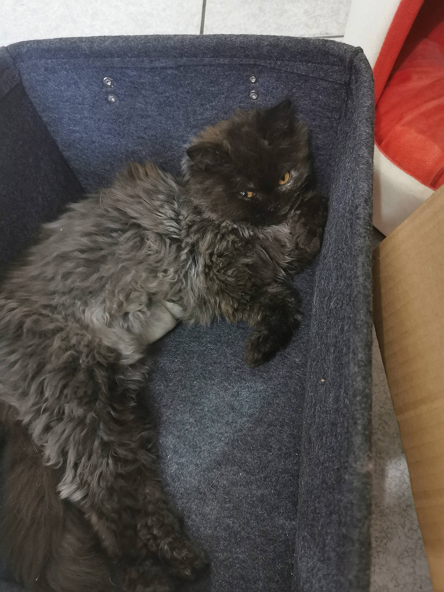 Rumba participe au concours pour gagner de l'argent avec cette photo : british_longhair, british_semi_longhair, carnivore, cat, domestic_long_haired_cat, domestic_short_haired_cat, felidae, fur, kitten, maine_coon, nebelung, norwegian_forest_cat, persian, small_to_medium_sized_cats, whiskers