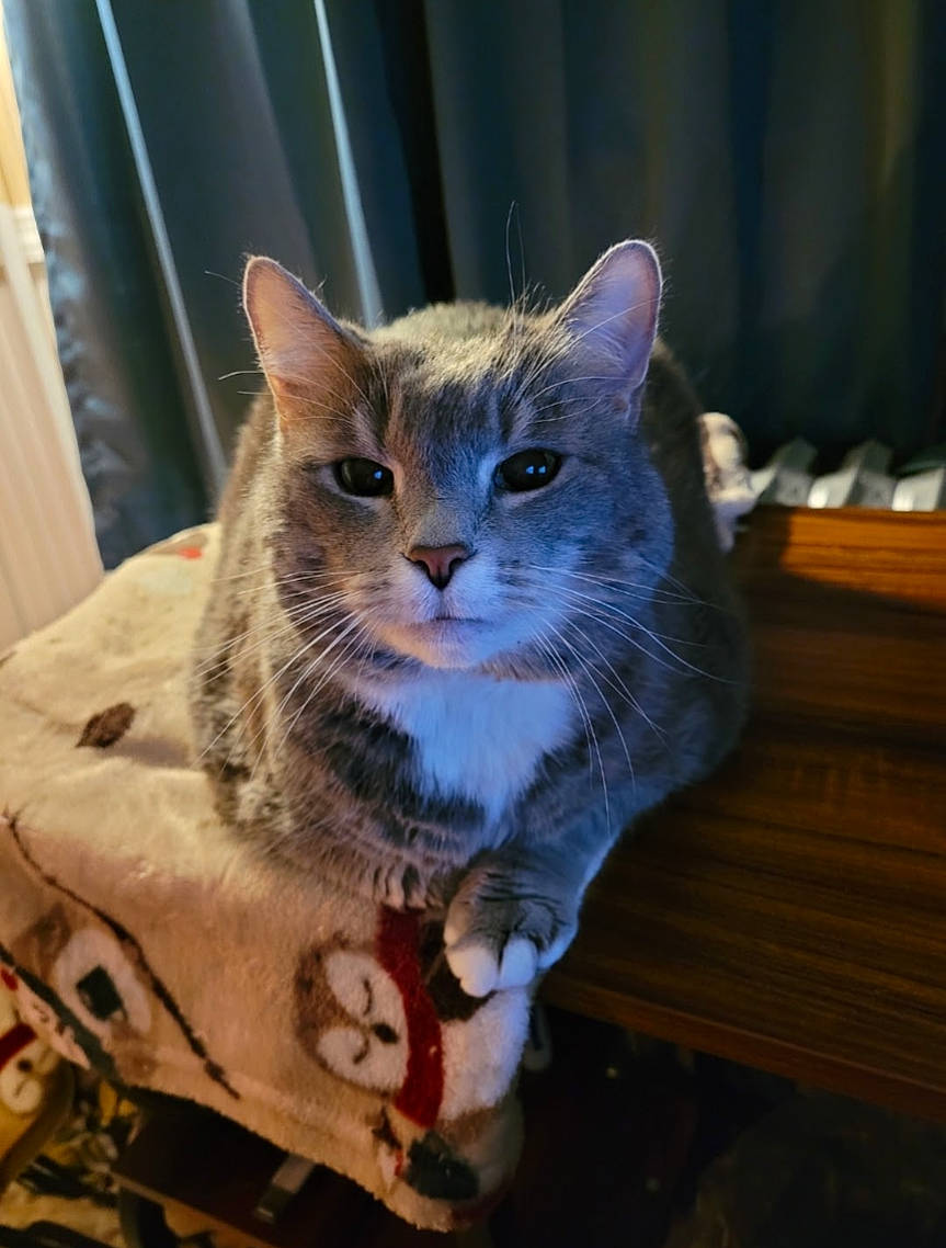 Henry joined the competition — help win amazing prizes! carnivore, cat, cat_furniture, cat_supply, claw, domestic_short_haired_cat, fawn, felidae, fur, pet_supply, small_to_medium_sized_cats, tail, terrestrial_animal, whiskers, window, wood