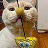cat, white_cat, pet, feline, whiskers, blue_eyes, yellow_toy, spongebob, hanging_toy, nose, closeup, portrait, indoor, wood_floor, home, curious, funny, playful, fur, animal