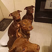 Tiny is registered to the contest to win money with this photo: dog, pets, brown_coat, indoor, kitchen, floor, stove, appliance, waiting, curious, four_dogs, animal, canine, domestic, attention, companions, household, lining_up, looking_up, light