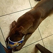 Karhma Diamond joined the competition — help win amazing prizes! dog, brown_dog, tile_floor, container, food_container, paw, ear, pet, indoors, snack_time, canine, floor_tile, head_down, footwear, chair_leg, casual, close_up, animal, domestic_pet, curious