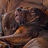 dog, sleeping, couch, brown, pets, snuggling, indoor, relaxed, companionship, animal, cozy, cute, friendship, resting, fur, mammal, domestic, two_dogs, closeup, comfort