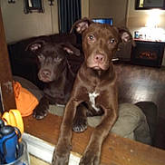 Haze is registered to the contest to win money with this photo: dog, brown_dog, pet, animal, indoor, living_room, wood_floor, curious, furniture, couch, lamp, home_decor, window, mirror, table, orange_cloth, water_bottle, paw, ears, face