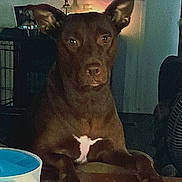 Karhma joined the competition — help win amazing prizes! dog, indoor, table, lamp, brown_dog, pet, animal, ears, looking, furniture, house, domestic, mammal, quiet, still_life, shadow, background, object, resting, calm