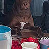 Karhma is registered to the contest to win money with this photo: animal, brown_dog, cherry_tomatoes, counter, dog, domestic, ears, face, food, furniture, indoors, kitchen, pet, pitcher, red_peppers, still_life, table, waiting, water, yogurt_container