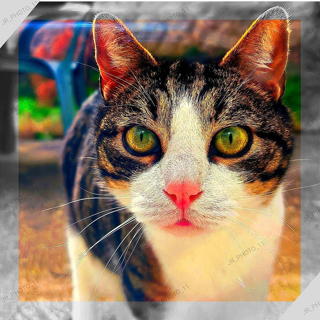 Picchu participe au concours pour gagner de l'argent avec cette photo : art, carnivore, cat, domestic_short_haired_cat, felidae, fur, illustration, organism, paint, painting, paw, photo_caption, rectangle, small_to_medium_sized_cats, snout, square, stock_photography, visual_arts, whiskers, window