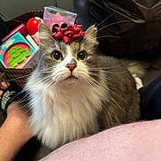 Polo is registered to the contest to win money with this photo: cat, fluffy, bow, pet, indoor, curious, animal, whiskers, feline, closeup, household, basket, toy, person, leg, floor, domestic, cute, looking_up, fur