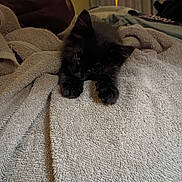 Zoom joined the competition — help win amazing prizes! kitten, black_cat, towel, indoor, cozy, pet, animal, feline, fur, resting, lamp, blanket, soft, cute, home, relaxing, sleepy, small, domestic, young