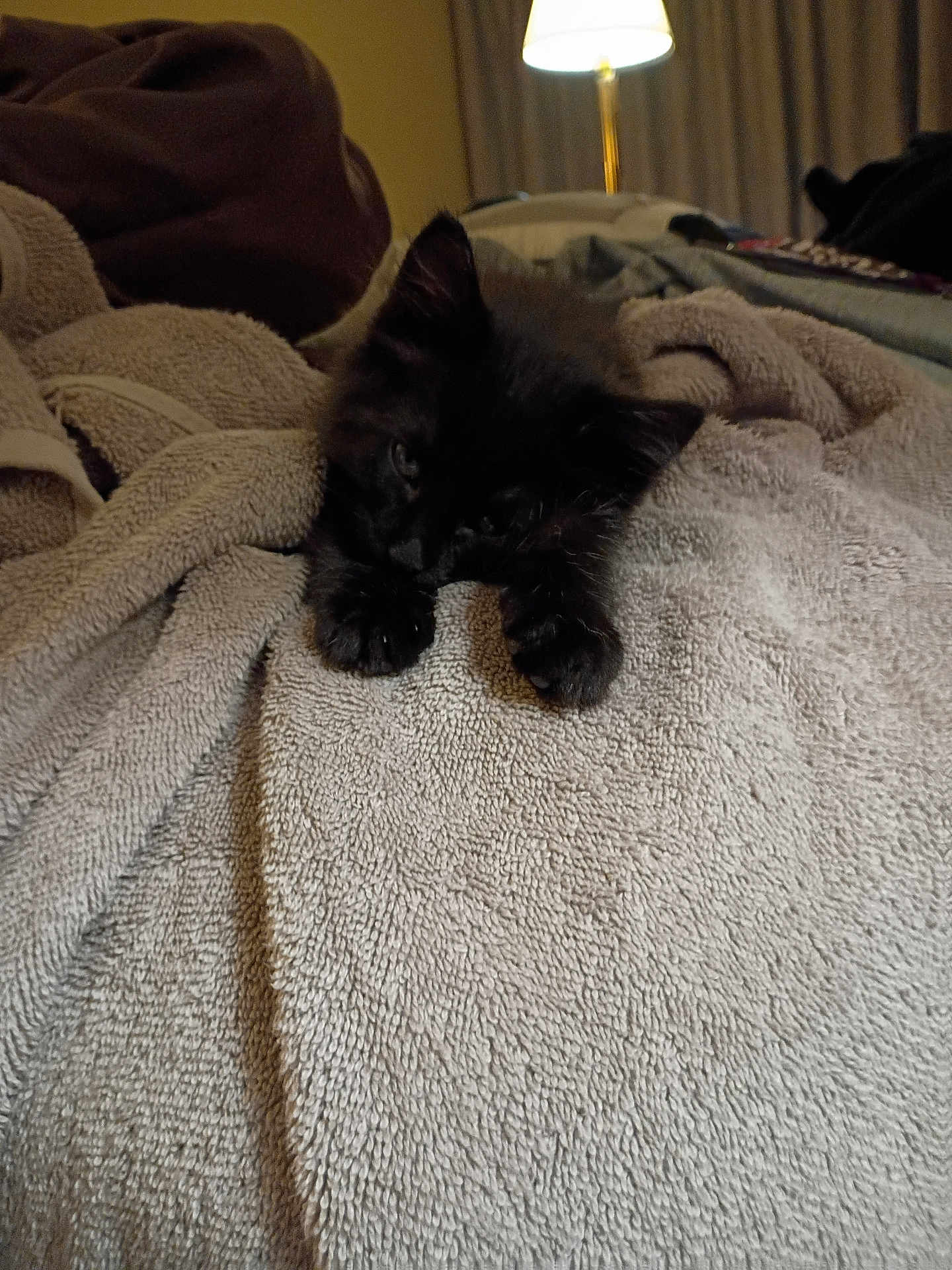 Zoom joined the competition — help win amazing prizes! kitten, black_cat, towel, indoor, cozy, pet, animal, feline, fur, resting, lamp, blanket, soft, cute, home, relaxing, sleepy, small, domestic, young