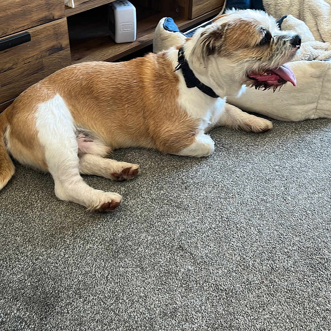 Bruno is registered to the contest to win money with this photo: animal, brown_and_white, canine, carpet, collar, companion, cozy, dog, dog_bed, domestic_animal, floor, home, indoor, living_room, pet, relaxed, resting, television, tongue_out, wooden_furniture