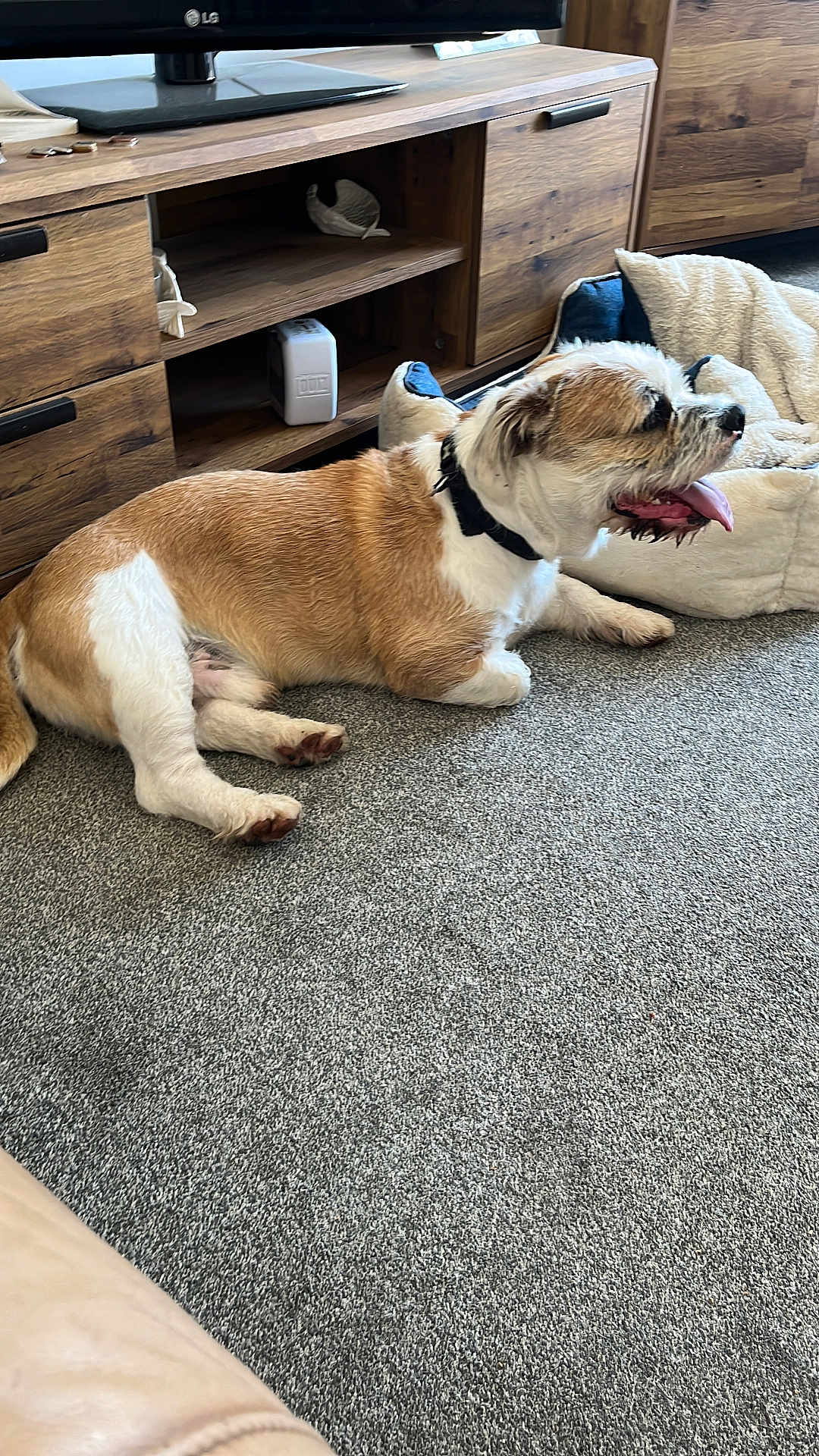 Bruno is registered to the contest to win money with this photo: dog, pet, indoor, carpet, dog_bed, living_room, wooden_furniture, television, collar, tongue_out, relaxed, brown_and_white, canine, floor, home, cozy, resting, domestic_animal, animal, companion