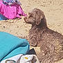 Titus a rejoint le concours — aidez-le/la à gagner de superbes lots ! animal, bag, beach, brown, canine, curly_fur, daytime, dog, holiday, outdoor, pet, relaxing, resting, sand, summer, sunlight, texture, towel, vacation, wet_fur