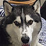 Odin is registered to the contest to win money with this photo: animal, bedspread, black_and_white, closeup, cozy, dog, ears, eyes, face, fur, furniture, hat, home, husky, indoor, nose, pet, resting, table, tongue