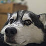 animal, black_and_white, blurred_background, canine, close_up, cute, dog, domestic_animal, eyes, face, fur, husky, indoor, mammal, nose, pet, portrait, resting, whiskers, wooden_dresser