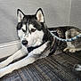 Odin joined the competition — help win amazing prizes! animal, black_and_white, calm, canine, carpet, collar, dog, domestic_animal, floor, fur, husky, indoor, leash, mammal, pet, quiet, resting, service_dog, side_view, wall