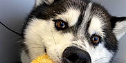 Odin joined the competition — help win amazing prizes! animal, black, blanket, brown_eyes, close_up, cute, dog, ears, face, fur, husky, indoor, mouth, pattern, pet, playful, toy, whiskers, white, yellow